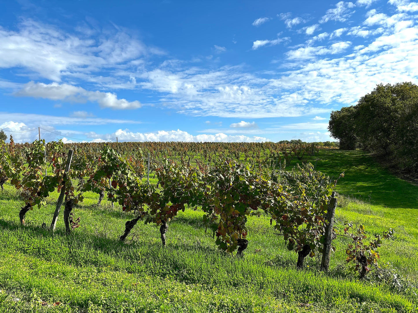 Barguelonne-en-Quercy - Domaine Coeur des Vignes