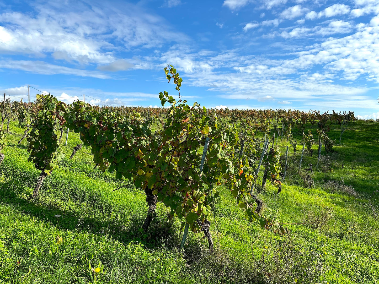 Barguelonne-en-Quercy - Domaine Coeur des Vignes