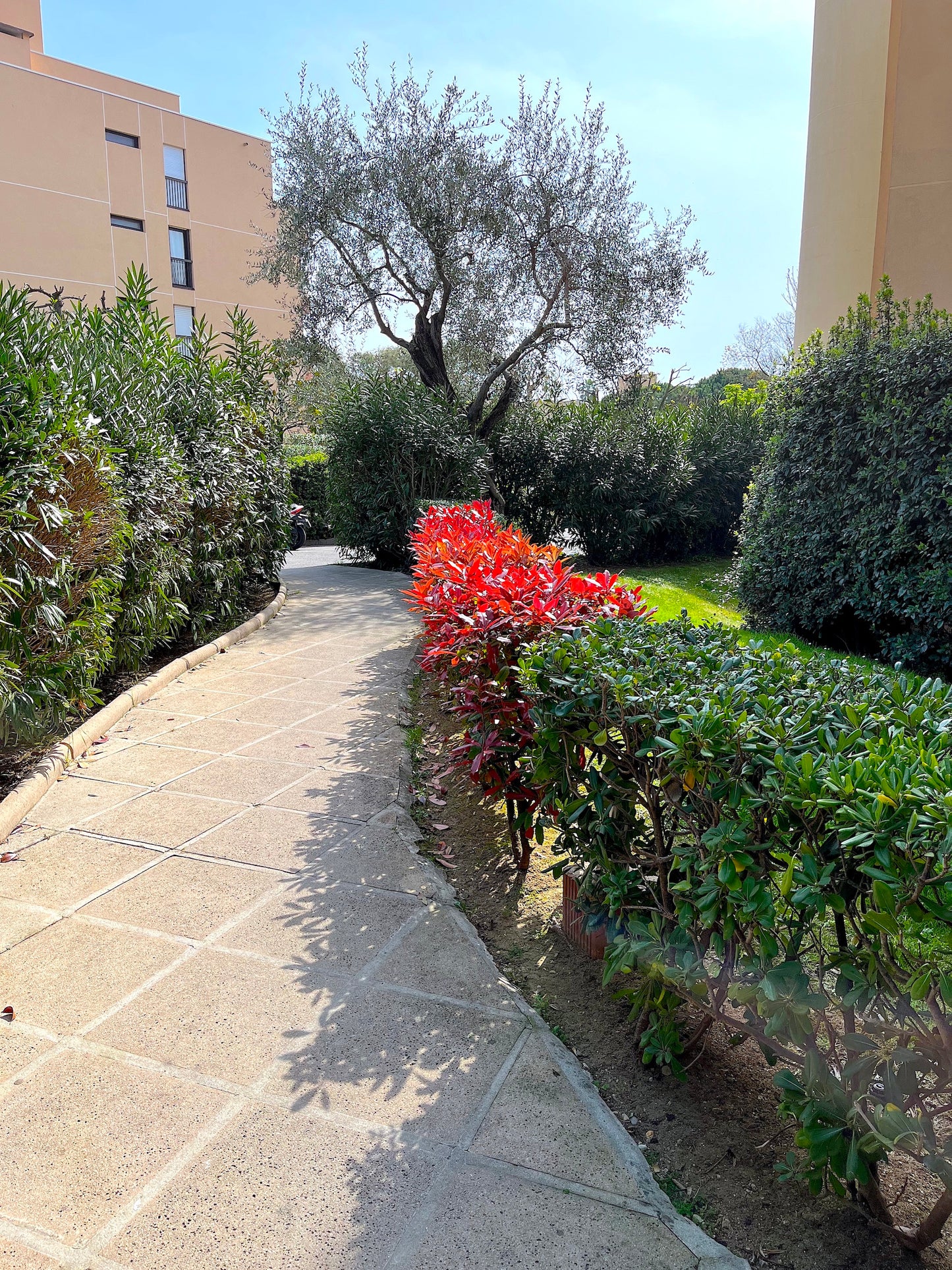Golfe-Juan - The Magnolia apartment
