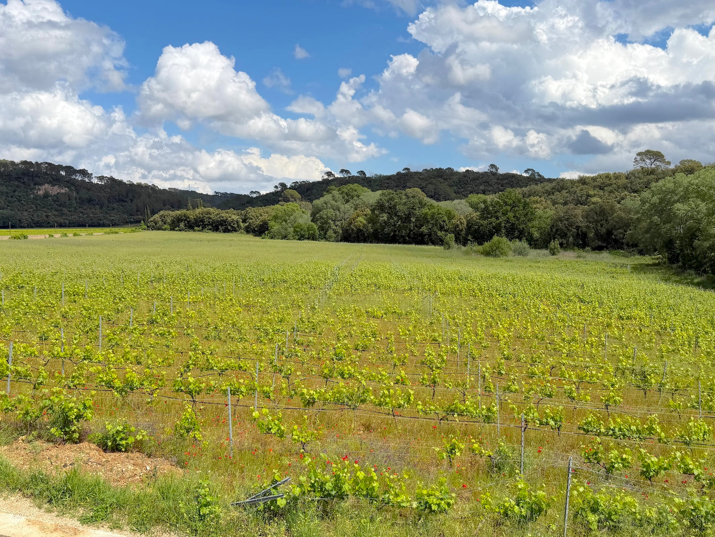 Domaine D'argens
