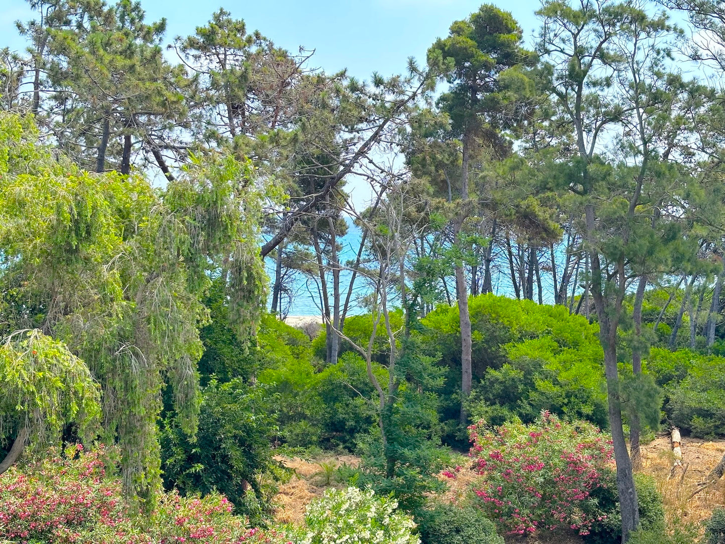 Aléria - L'appartement Vinosa