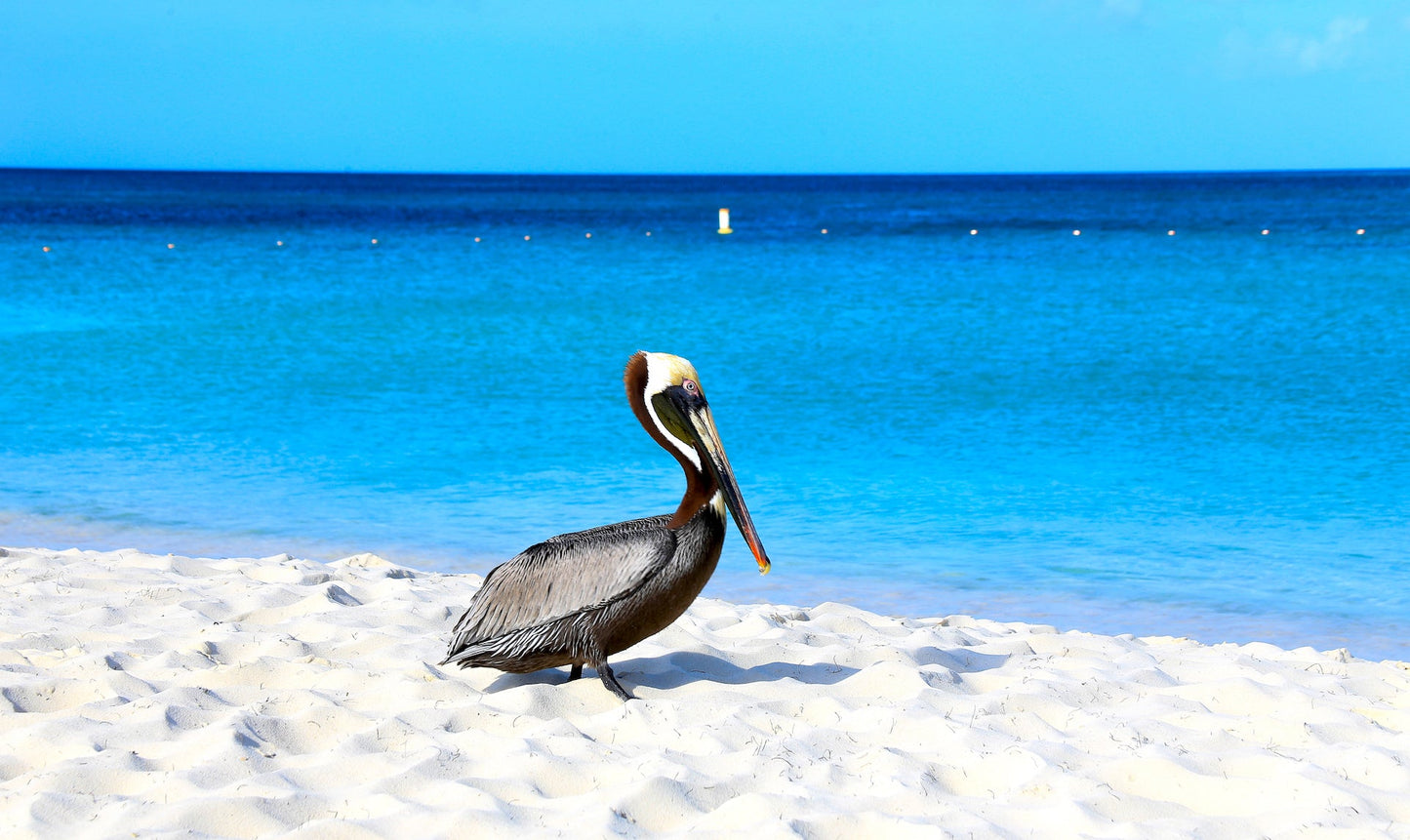 Aruba - Casa Alessandra - 1 - The French Concierge