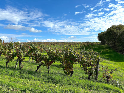 Barguelonne - en - Quercy - Domaine Coeur des Vignes - The French Concierge