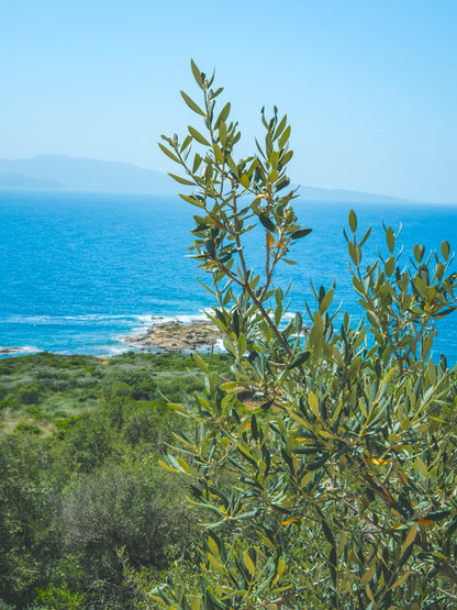 Cargèse - Villa Ondina - The French Concierge